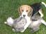 Beagle Luna (død 28/8) R.I.P ;( - Jeg har fået overtalt Sofus til at lege:) Så er jeg tilpas.