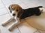 Beagle Luna (død 28/8) R.I.P ;( - Se hvor lang jeg er blevet.