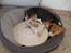Beagle Luna (død 28/8) R.I.P ;(