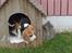Beagle Luna (død 28/8) R.I.P ;(