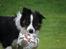 Border collie Mowgli