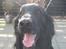 Flat coated retriever Robin - Foråret er jo så dejligt! <3