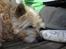 Cairn terrier Rila - Så fik man lov at ligge ved siden af store søster :D hehe
