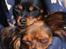 Russisk toy terrier Jaroslavna Mazasis Elfas - Zolo og Mio i tasken