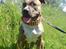 Amerikansk staffordshire terrier Tyta R.I.P 