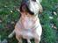 Blanding af racer Cani R.I.P