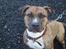 Amerikansk staffordshire terrier Tyta R.I.P 