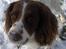 Field Trial spaniel Mickey  - Mickey i sneen 2008. Han elsker sne (;