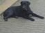 Labrador retriever Balto