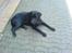 Labrador retriever Balto