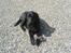 Labrador retriever Balto