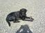 Labrador retriever Balto