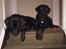 Labrador retriever Balto