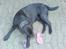 Labrador retriever Balto