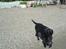 Labrador retriever Balto