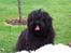 Bichon havanais Tasia