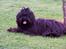 Bichon havanais Tasia