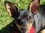 Dvaergpinscher Lyra - 27. juli Kan du se mine fine bisser :-)