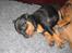 Dvaergpinscher Lyra