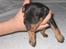 Dvaergpinscher Lyra