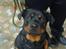 Rottweiler Qato         R.I.P - Jeg er lederen, jeg bestemmer :)