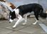 Border collie Luckey