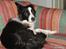 Border collie Luckey