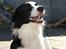Border collie Luckey
