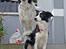 Border collie Luckey
