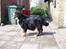Berner sennenhund Lonnie - Lonnie 3 år og gravid med 11 hvalpe. Taget samme dag som hun fødte. Her har hun veer og puster meget.