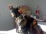 Dvaergpinscher Vedhauges Zhiro