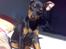 Dvaergpinscher Vedhauges Zhiro