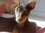 Dvaergpinscher Vedhauges Zhiro
