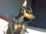 Dvaergpinscher Vedhauges Zhiro