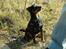 Dvaergpinscher Vedhauges Zhiro