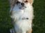 Chihuahua Caspar aka Rangeren