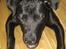 Blanding af racer Shiva R.I.P 11/6-08 - Stop nu de billeder moor.