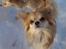 Chihuahua Caspar aka Rangeren - Smukke Caspar, vinteren 2009..