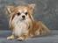 Chihuahua Caspar aka Rangeren - Caspar var også med i konkurrencen i petworld... Håber at få tage masser af foto af dem til sommer ved Tosa-foto..