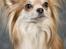 Chihuahua Caspar aka Rangeren