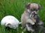 Chihuahua Caspar aka Rangeren - Her er jeg med mine 2 søstre.