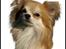 Chihuahua Caspar aka Rangeren - Det her billede har Hanne her fra HG lavet:o)