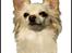Chihuahua Micki aka Mimi - Tegnet af Hanne herinde fra, hun er så dygtig:o)