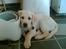 Labrador retriever Taco - Hvalpebillede :D {Foto: Mig}