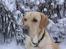 Labrador retriever Taco - Hr. lækker ;D -Endnu en gang i sit rette element ;). {Foto: Mig}