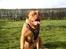 Dogue de bordeaux Den røde tønde, Rosita. R.I.P. - Rosita med den nye sele
