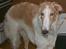 Borzoi Danilov of Zarina - Flere Foto på vej