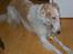 Borzoi Danilov of Zarina - Det behøver ikke være et kødben :)