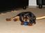 Cavalier king charles spaniel Nala - Ser lige min fine bold..