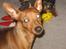Dvaergpinscher Snoopy 